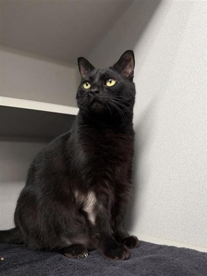 Haru, a Adoptable mixed breed in Bensalem, PA image 3/5