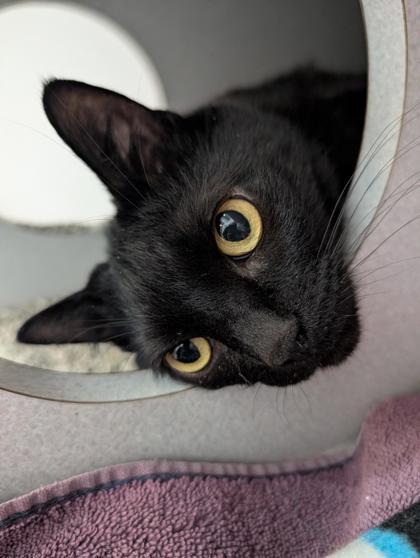 Enlarge Haru, a Adoptable mixed breed in Bensalem, PA image 3/3