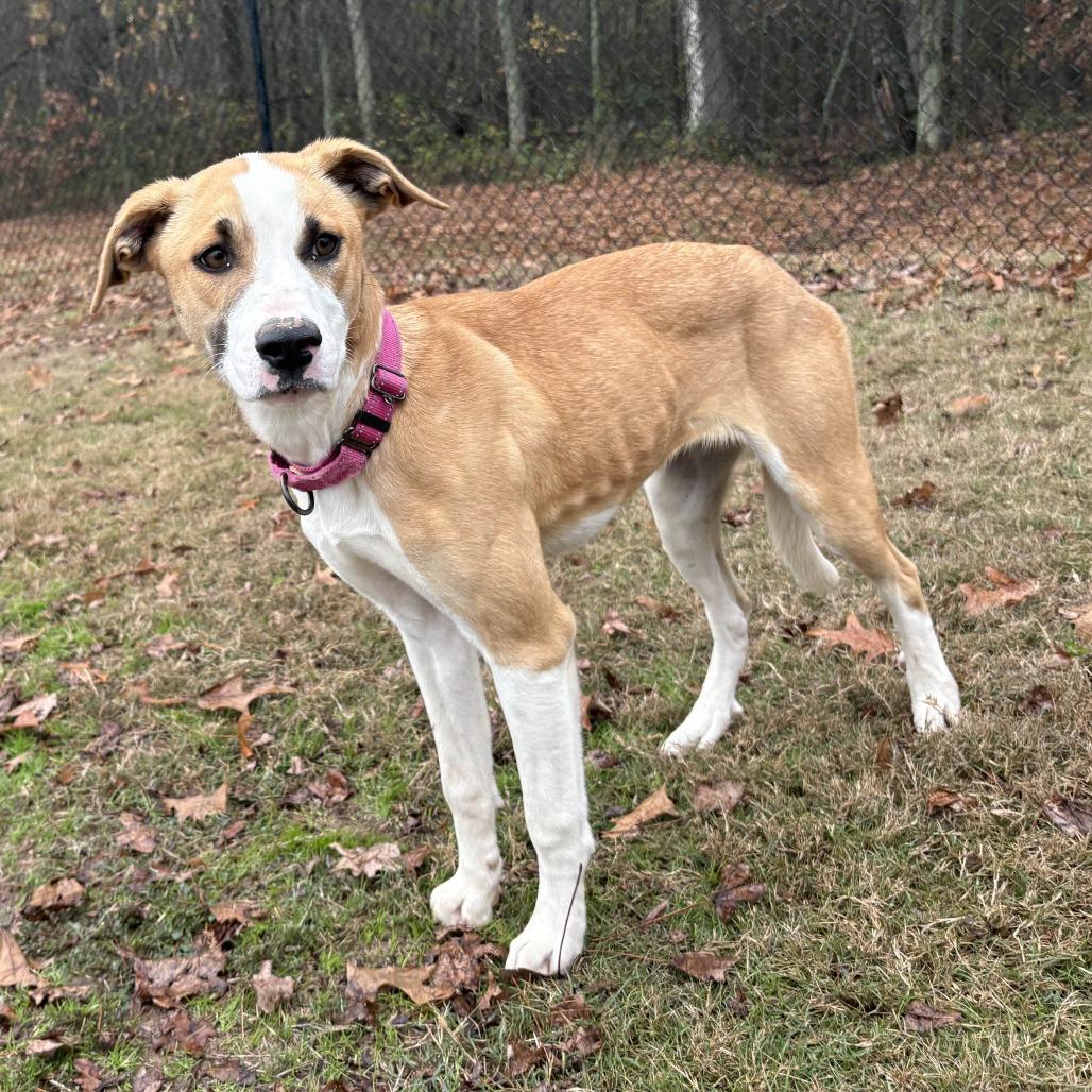 Enlarge Goldie Graham, a Adoptable mixed breed in Cabot, AR image 1/2