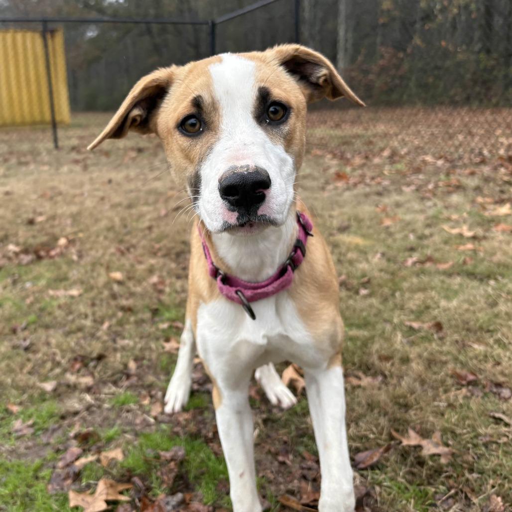 Enlarge Goldie Graham, a Adoptable mixed breed in Cabot, AR image 2/2