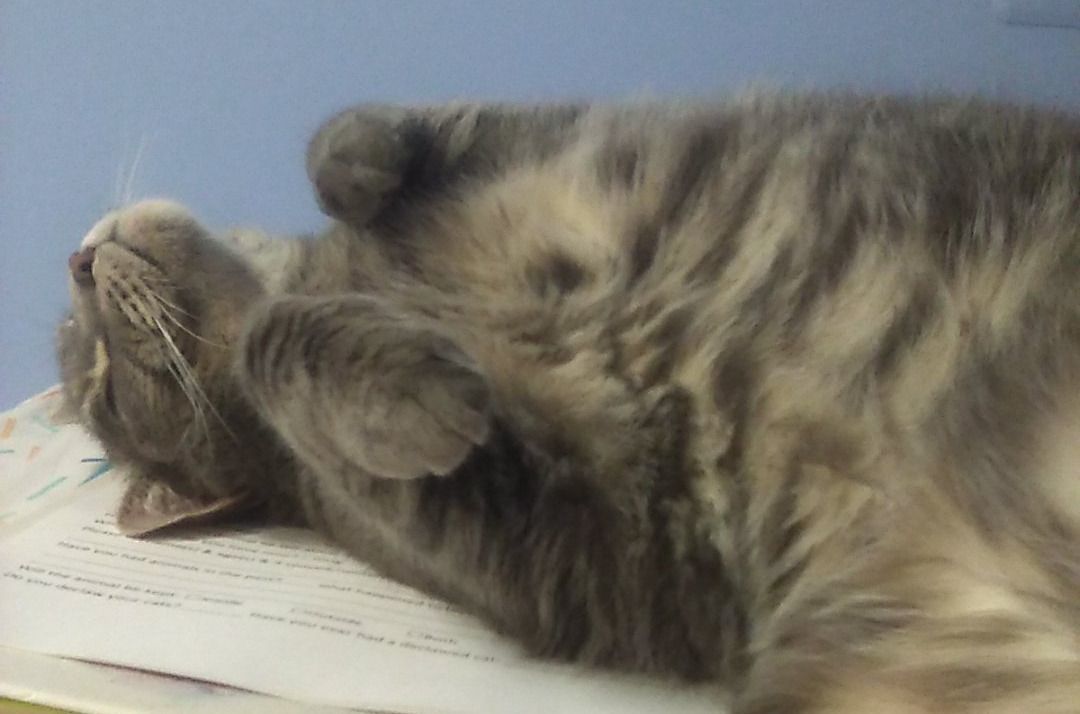 Auri, Adoptable, Adult Female Tabby.