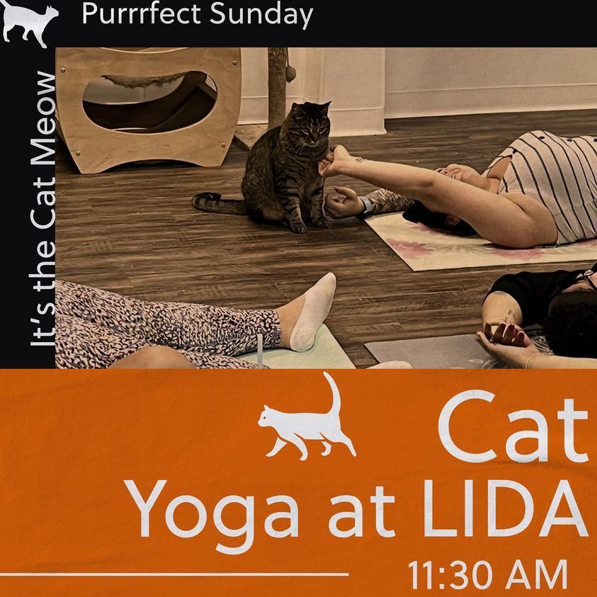 Auri, a Adoptable Tabby in Toms River, NJ image 3/4