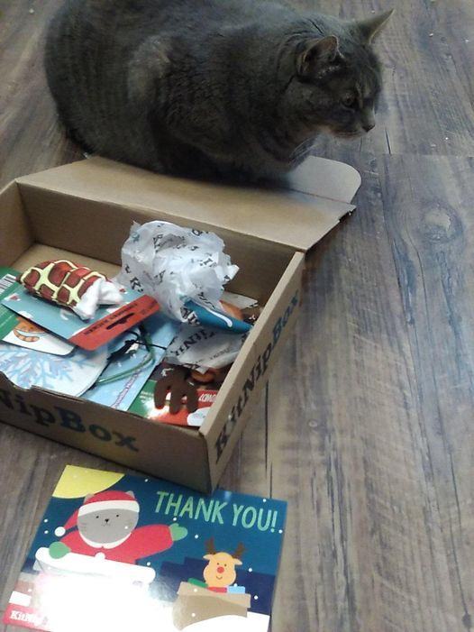 Auri, a Adoptable Tabby in Toms River, NJ image 4/4