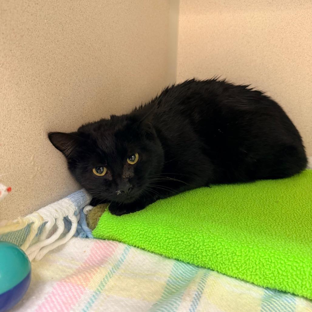 Dollar, Adoptable, Young Male Bombay & Domestic Short Hair.