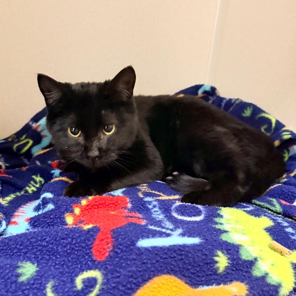 Enlarge Dollar, a Adoptable mixed breed in Great Falls, MT image 2/6