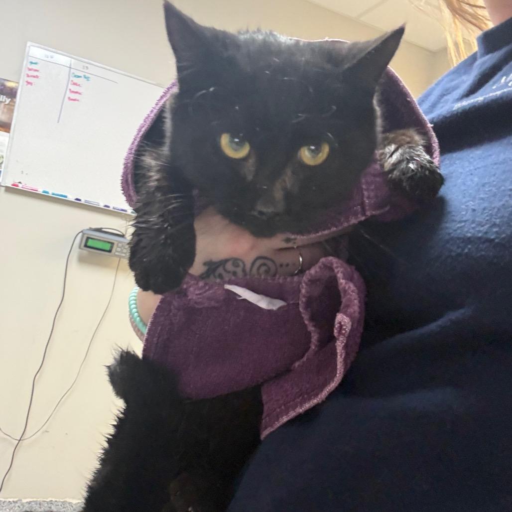 Enlarge Dollar, a Adoptable mixed breed in Great Falls, MT image 4/6