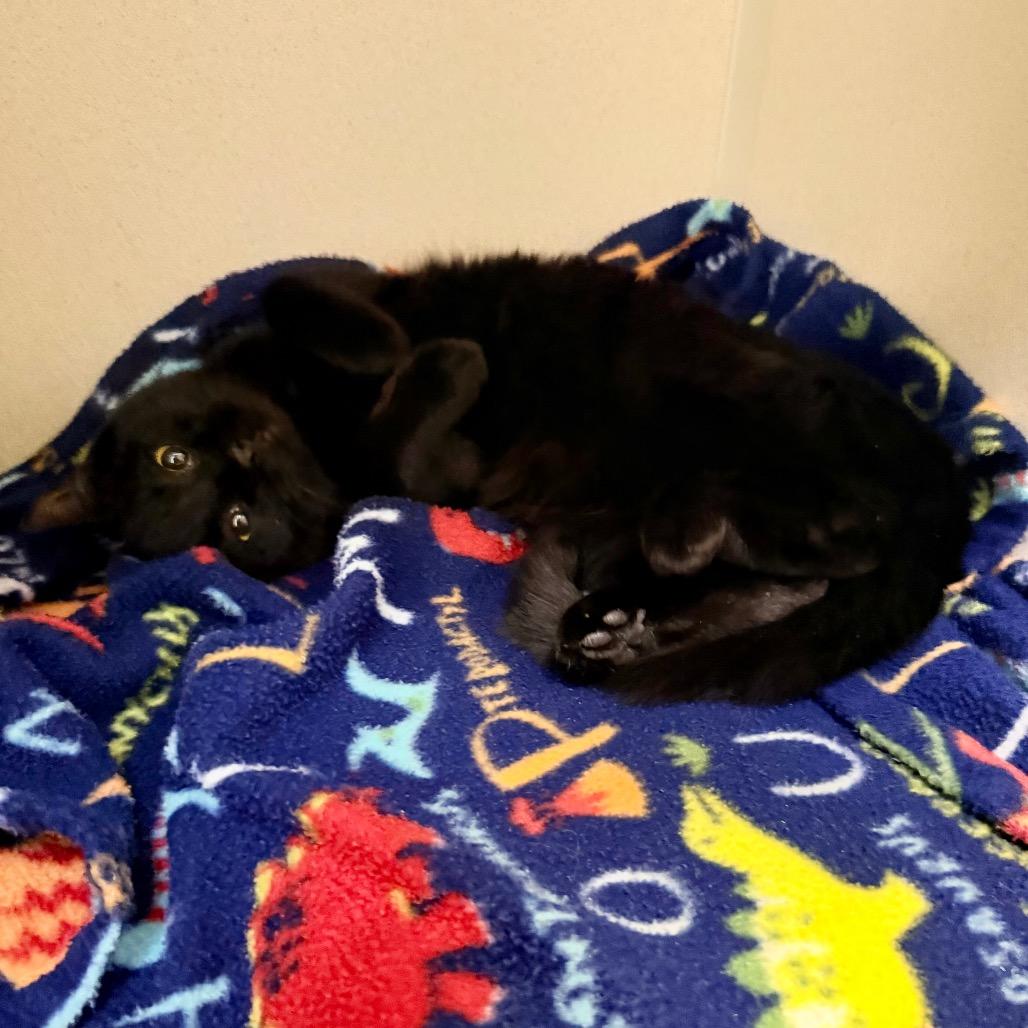 Enlarge Dollar, a Adoptable mixed breed in Great Falls, MT image 5/6