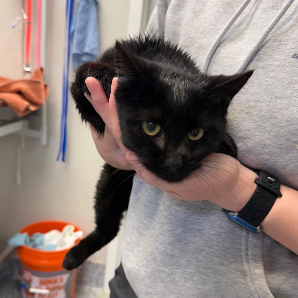 Enlarge Dollar, a Adoptable mixed breed in Great Falls, MT image 6/6