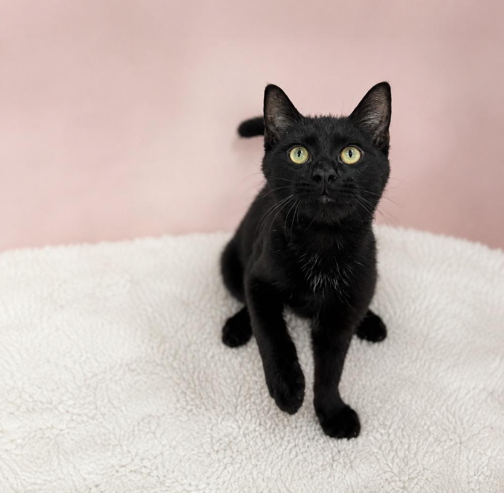 Enlarge Grenade, a ADOPTABLE Domestic Short Hair in Winnsboro, SC image 1/2