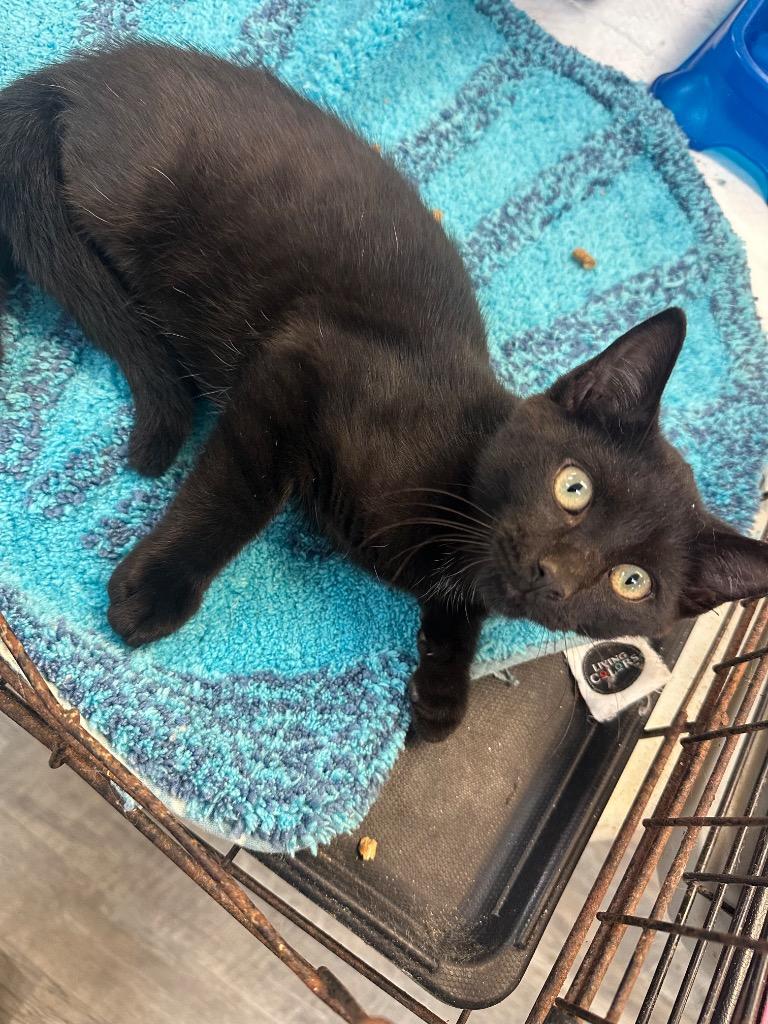 Enlarge Grenade, a ADOPTABLE Domestic Short Hair in Winnsboro, SC image 2/2