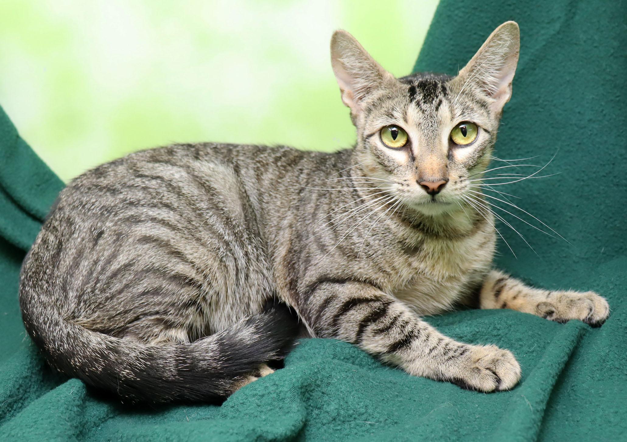 Enlarge Moxie, a Adoptable Domestic Short Hair in Tierra Verde, FL image 2/3