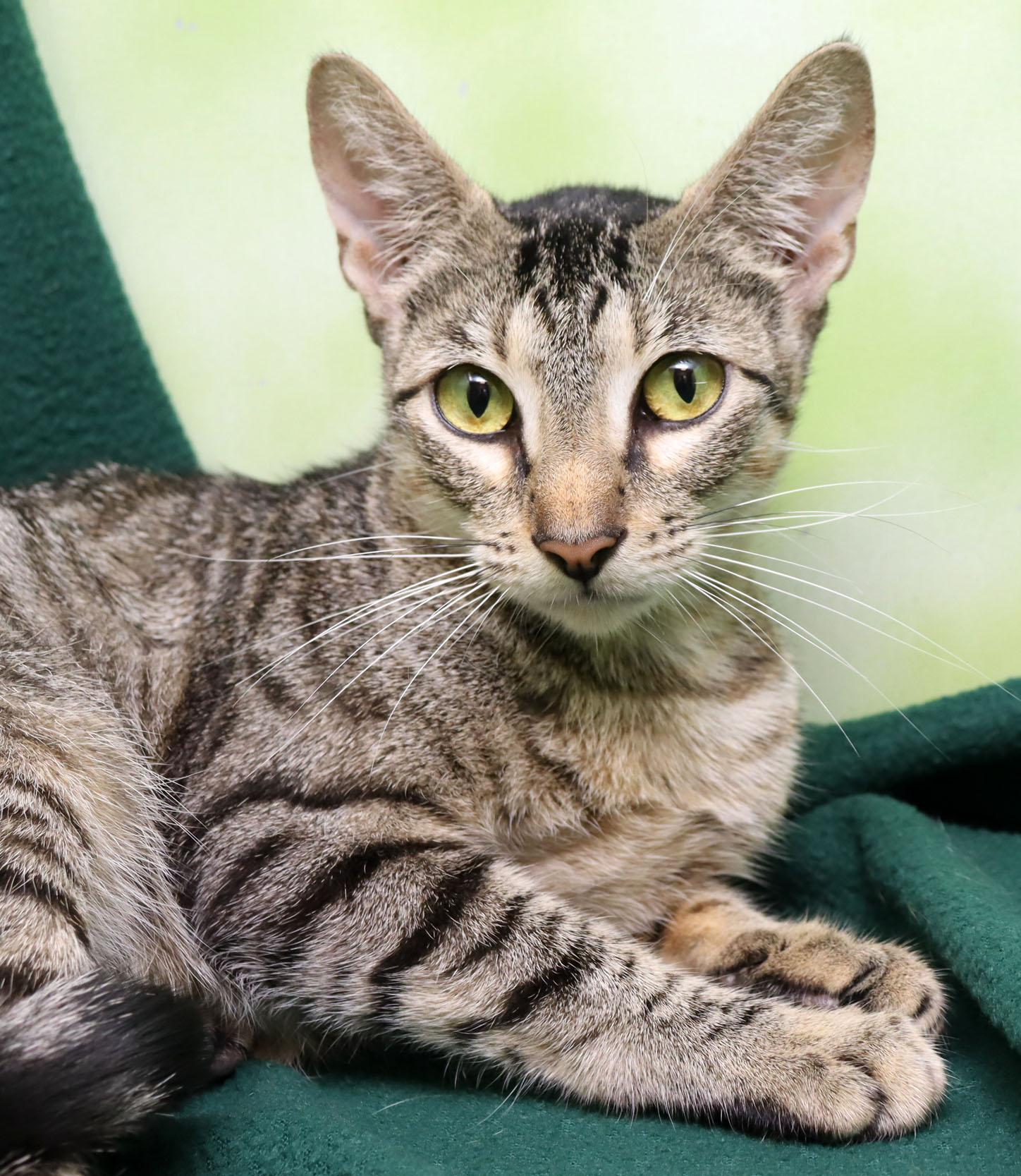 Enlarge Moxie, a Adoptable Domestic Short Hair in Tierra Verde, FL image 1/3