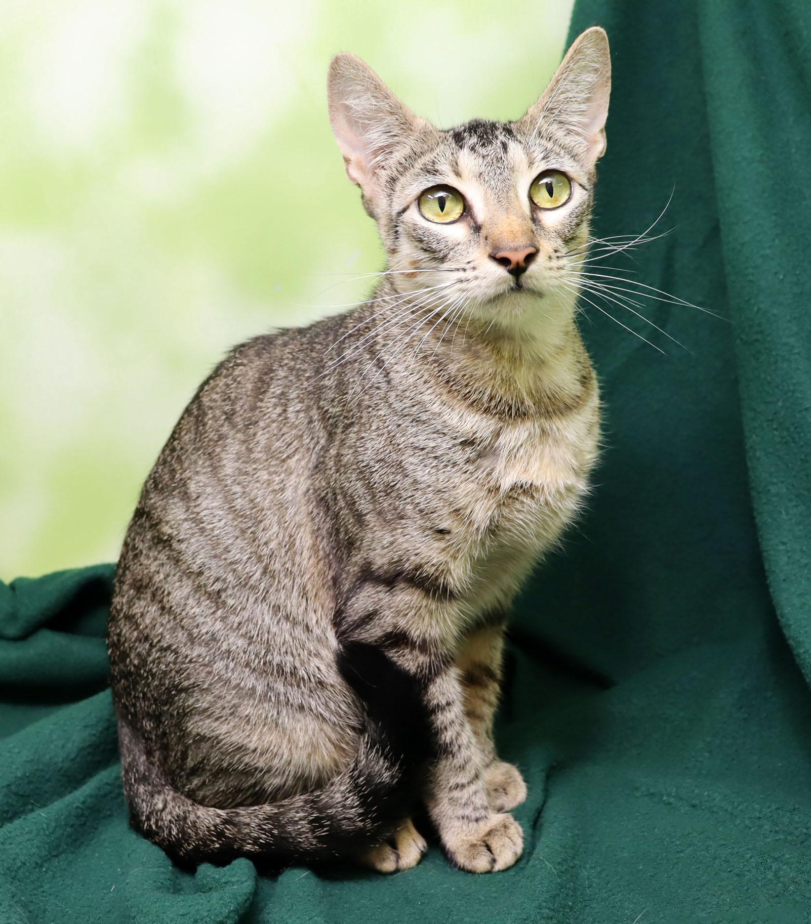 Enlarge Moxie, a Adoptable Domestic Short Hair in Tierra Verde, FL image 3/3