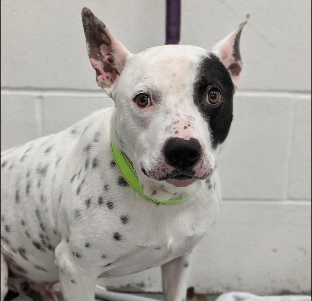 Bullseye, Adoptable, Young Male Bull Terrier.
