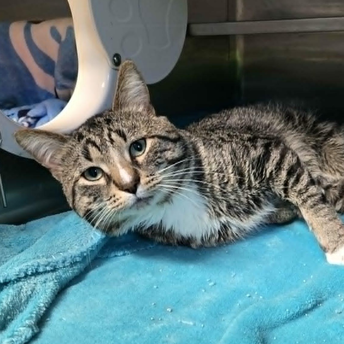 Enlarge Milford, a Adoptable Domestic Short Hair in Watertown, WI image 2/2