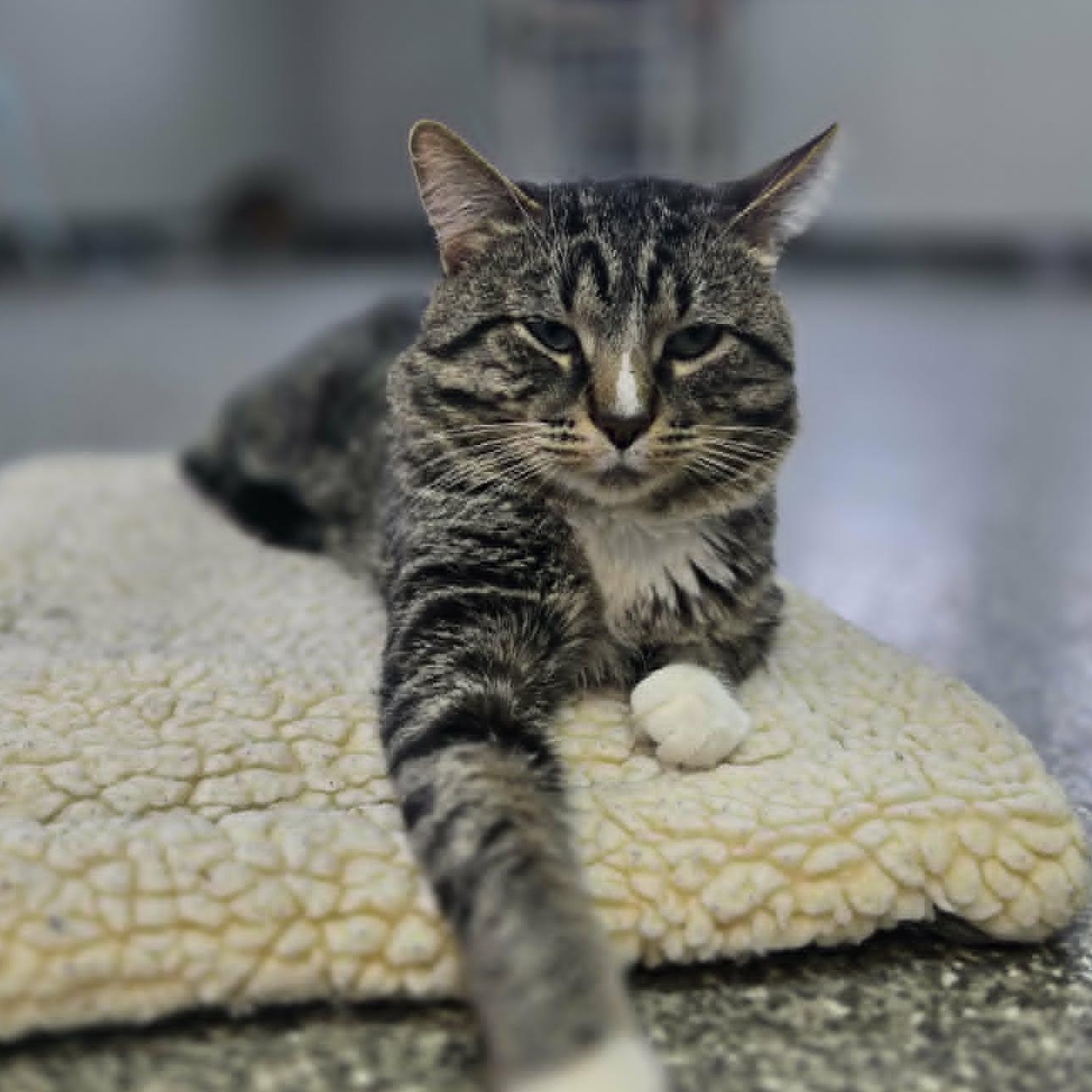 Enlarge Milford, a Adoptable Domestic Short Hair in Watertown, WI image 1/2