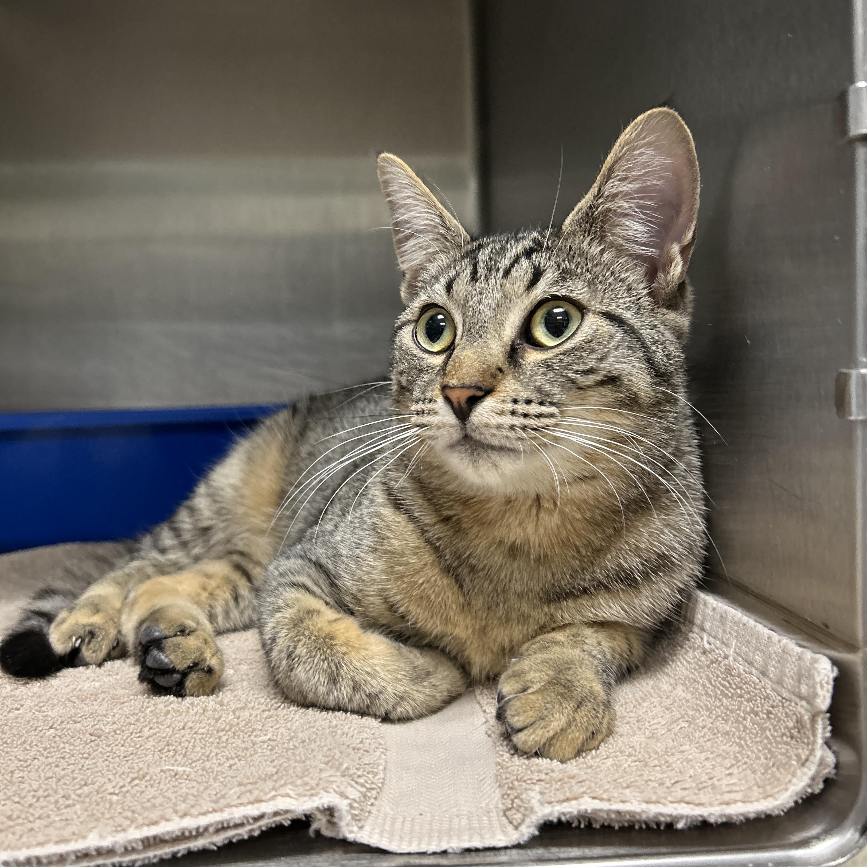 Leggo, an adopted Domestic Short Hair in La Grange Park, IL image 5/6