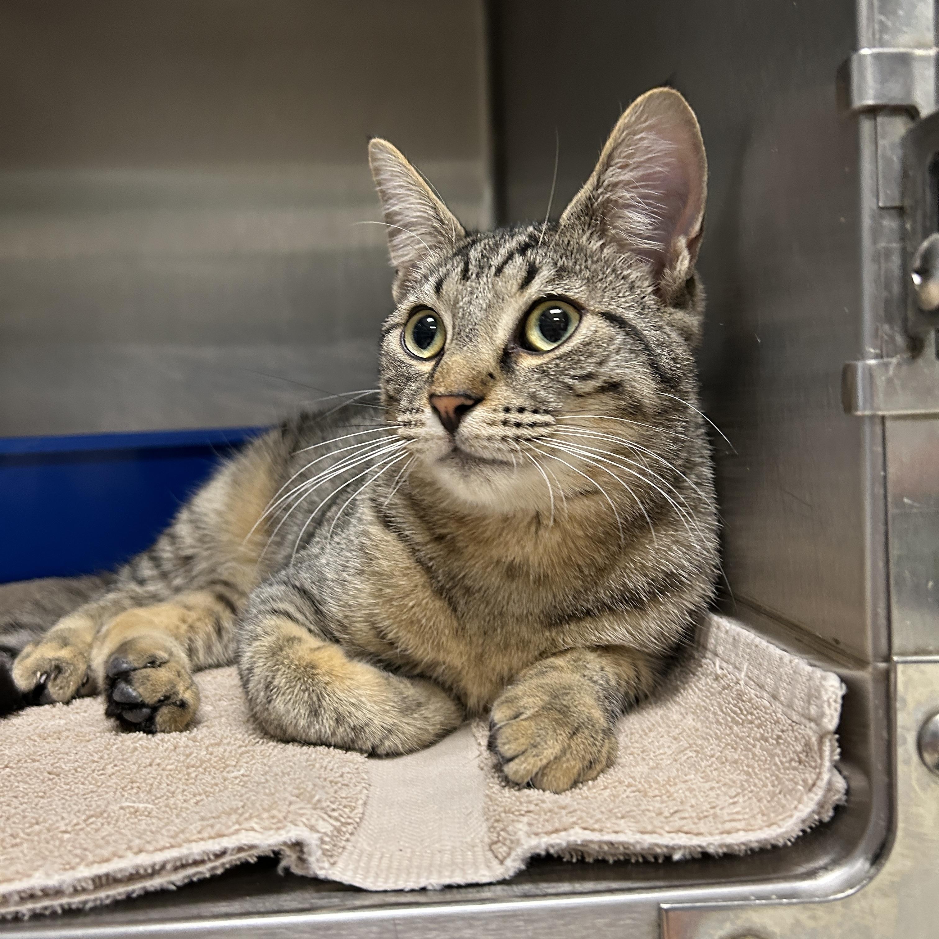 Leggo, an adopted Domestic Short Hair in La Grange Park, IL image 1/6