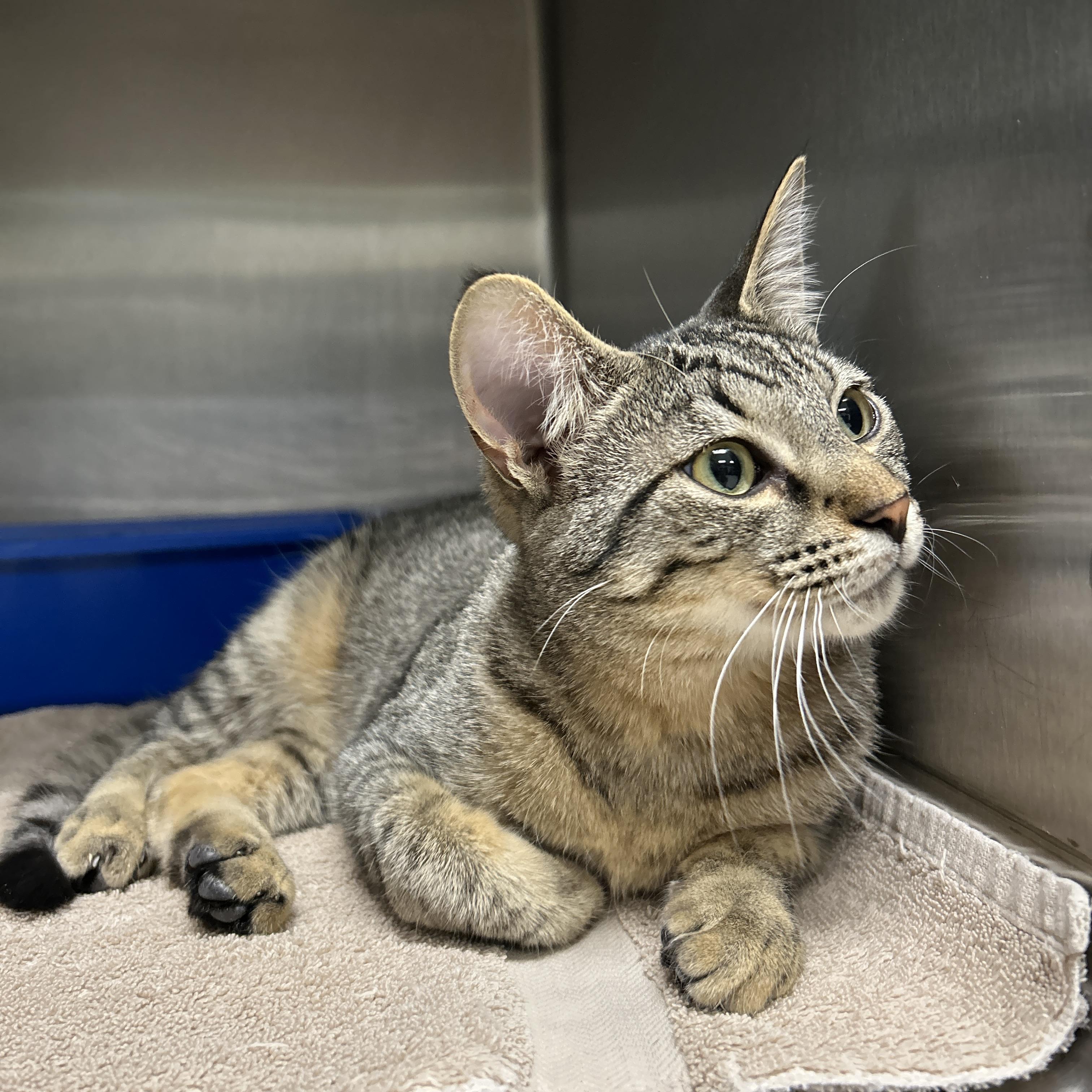 Leggo, an adopted Domestic Short Hair in La Grange Park, IL image 4/6