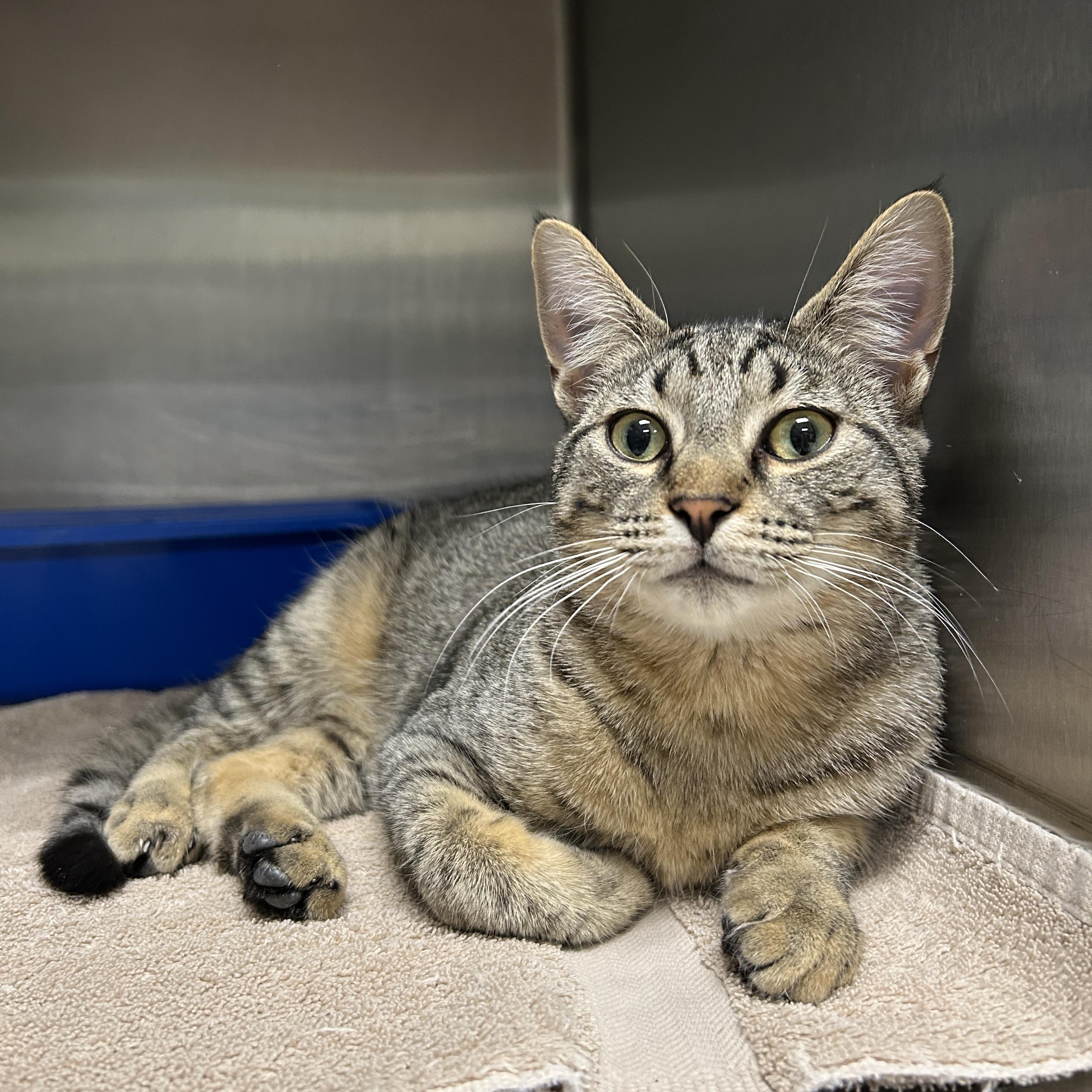 Leggo, an adopted Domestic Short Hair in La Grange Park, IL image 2/6