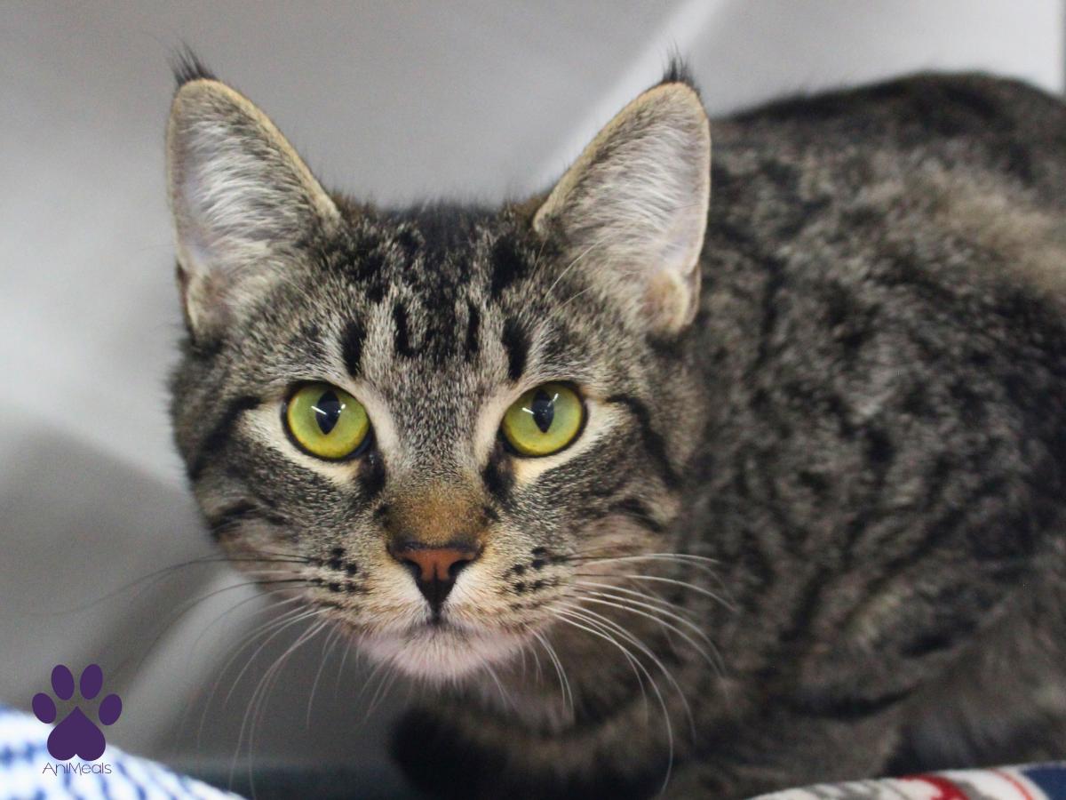 Riven, ADOPTABLE, Adult Male Domestic Short Hair.
