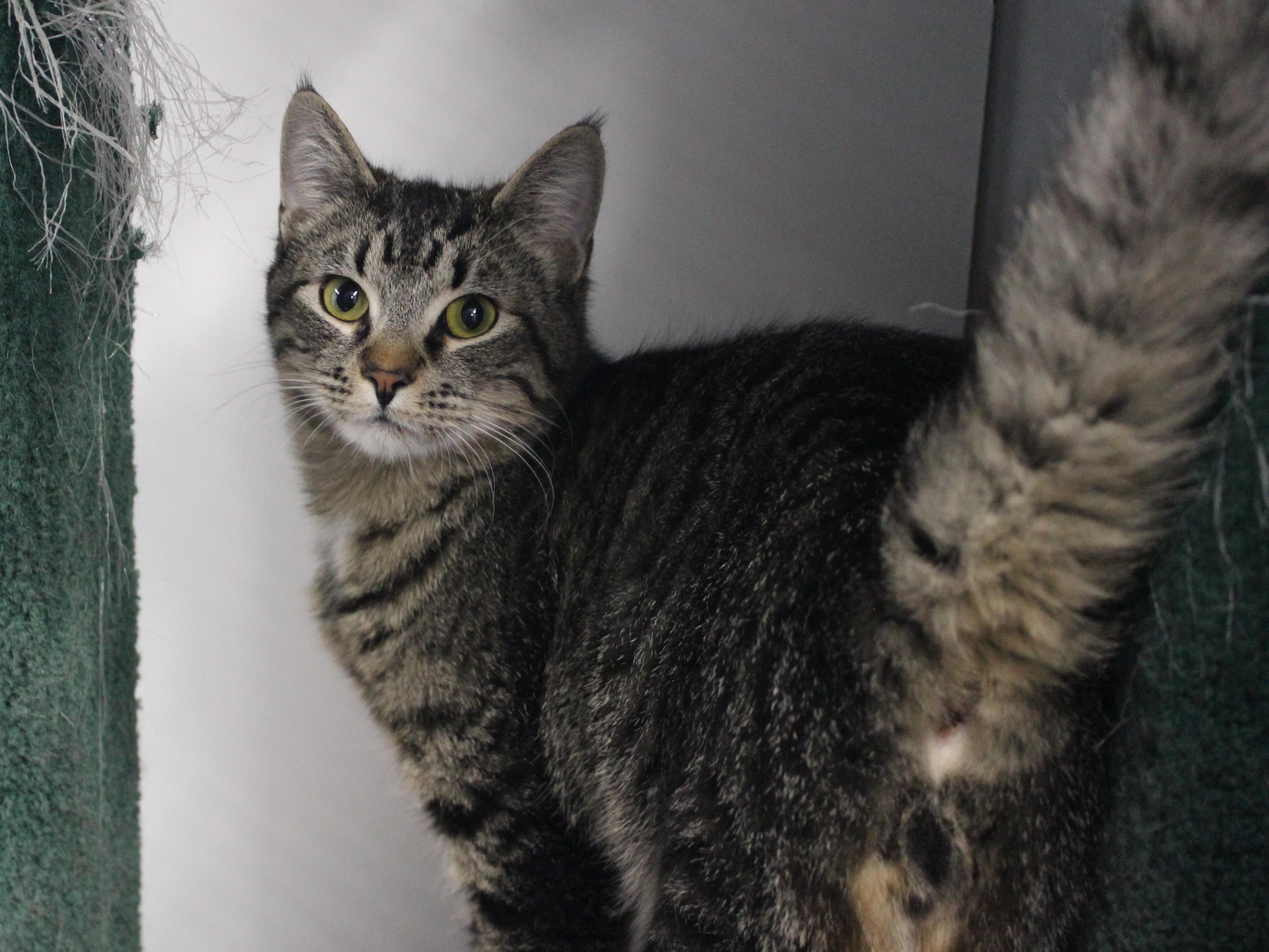 Riven, a ADOPTABLE Domestic Short Hair in Missoula, MT image 3/4