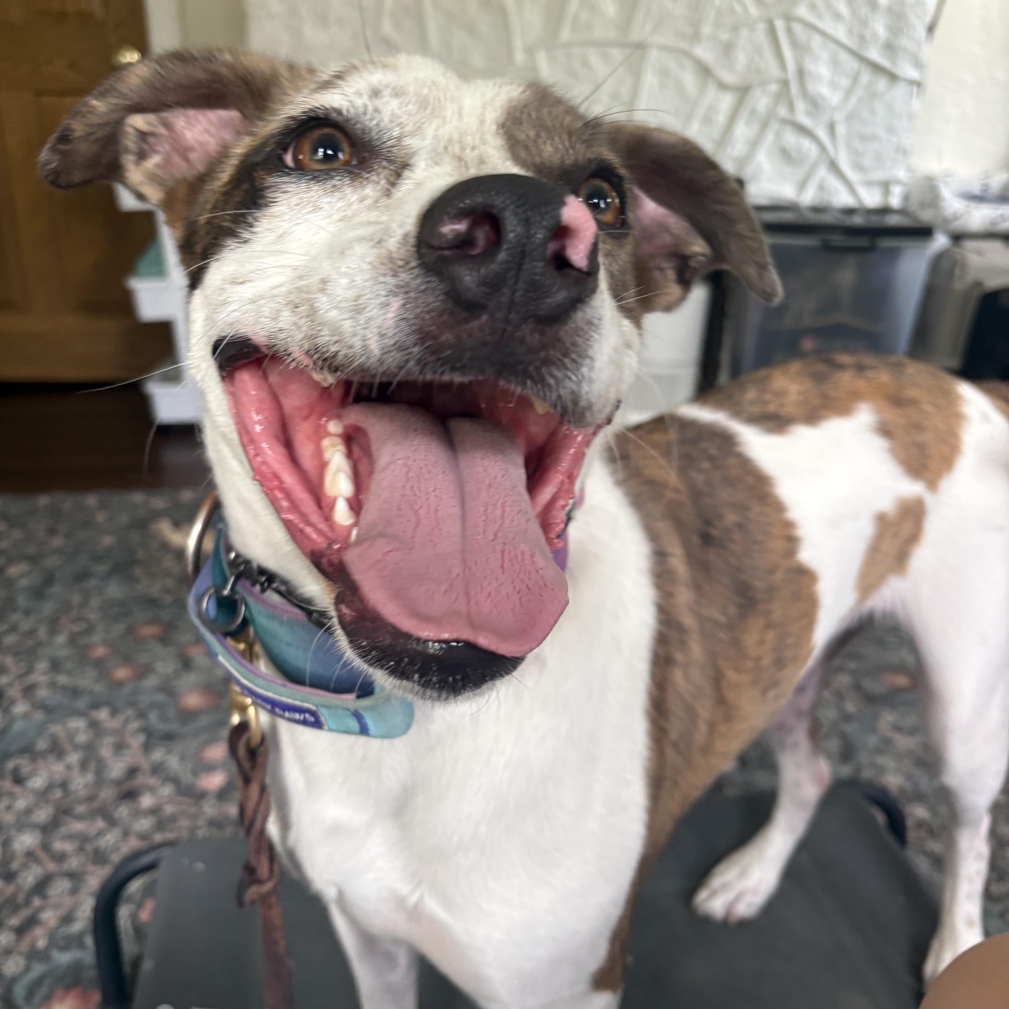 Gizmo, a Adoptable mixed breed in Oswego, IL image 2/5