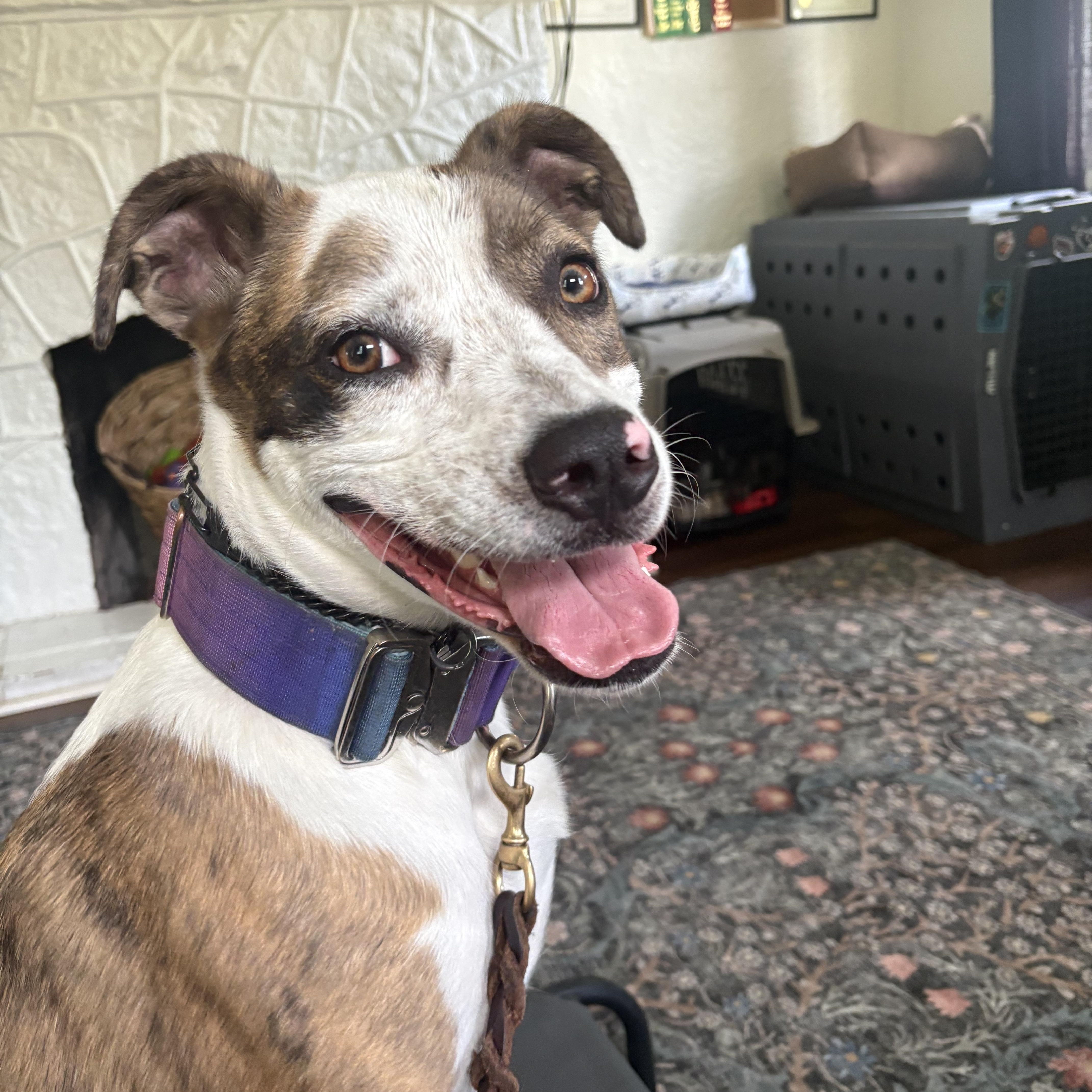 Gizmo, a Adoptable mixed breed in Oswego, IL image 1/5