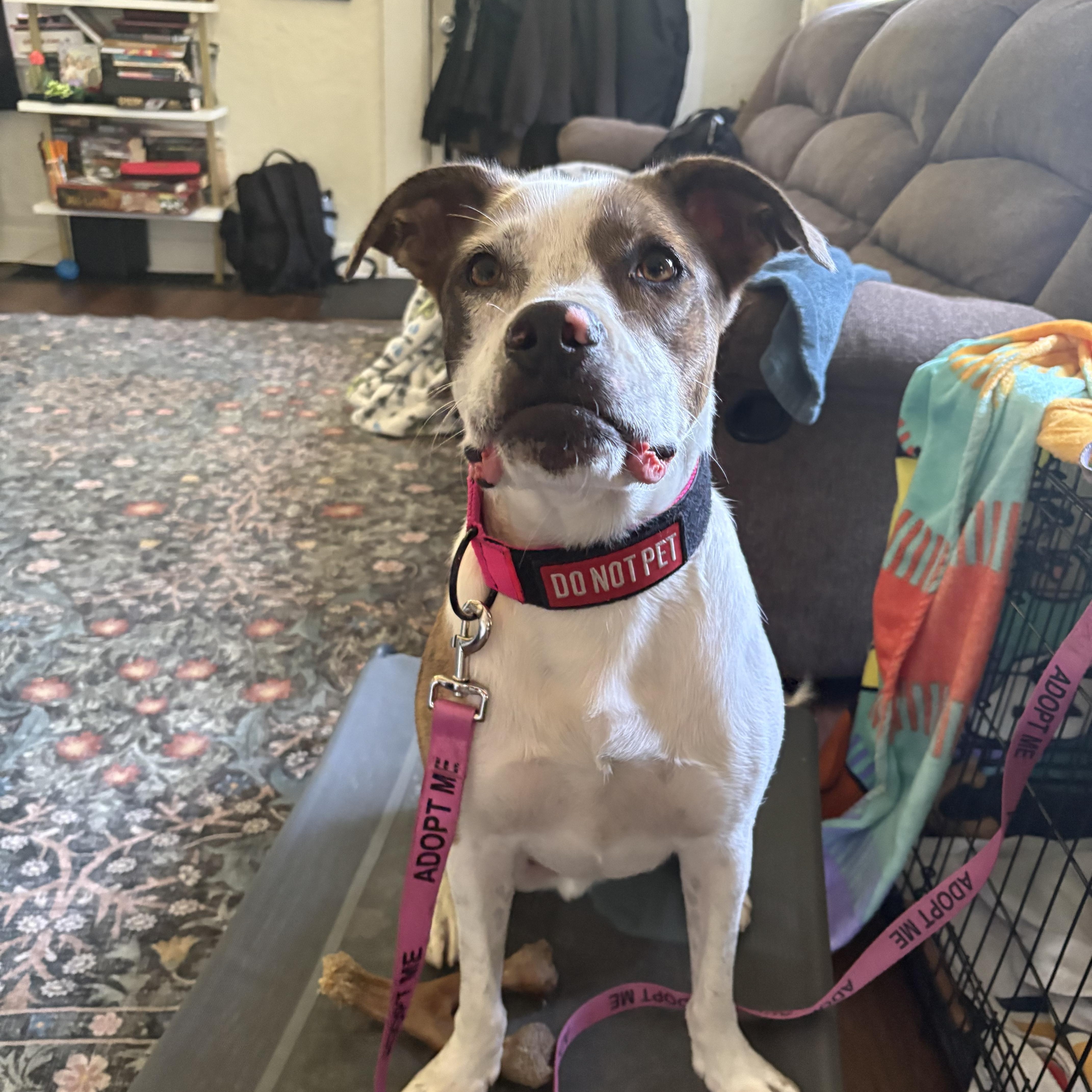 Gizmo, a Adoptable mixed breed in Oswego, IL image 5/5