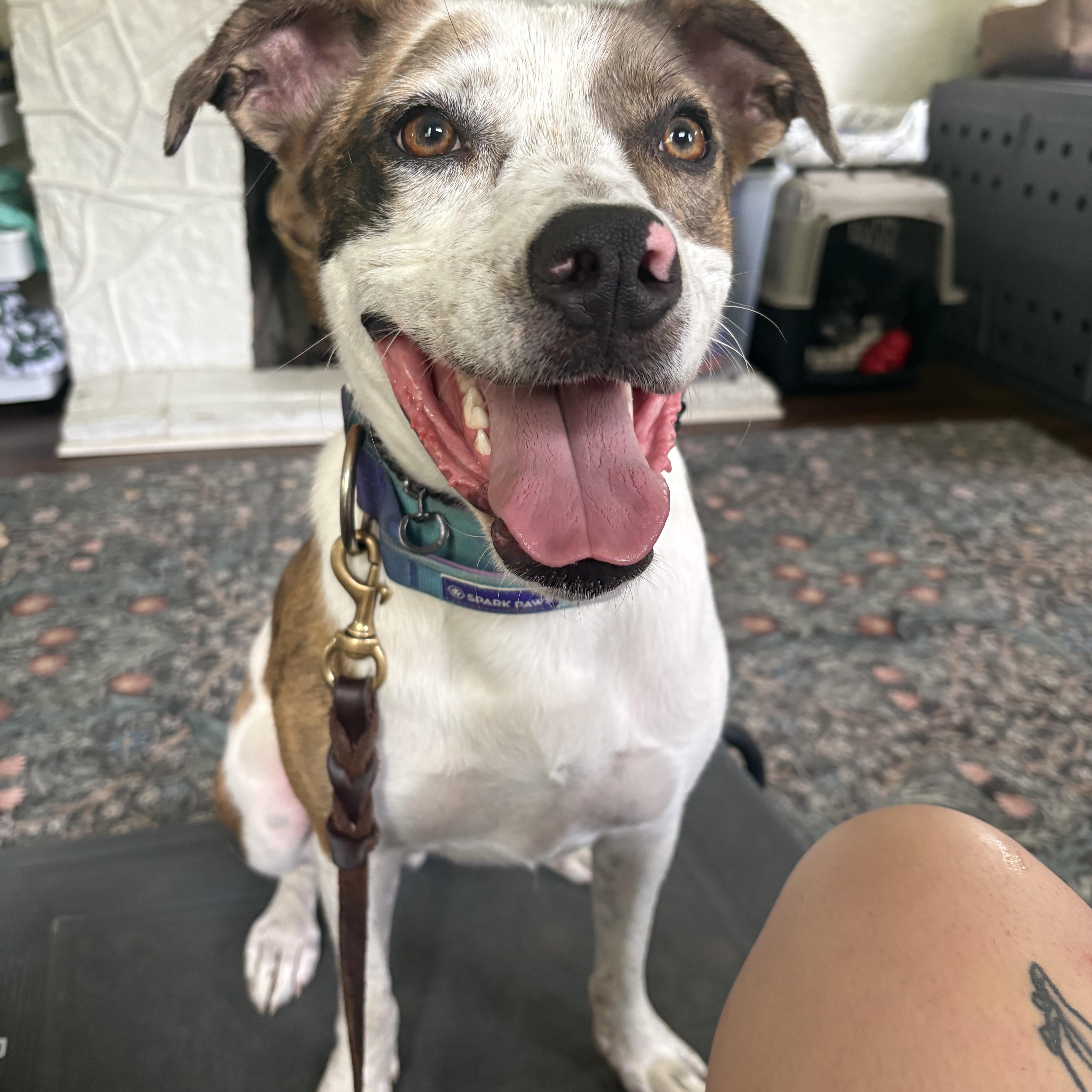 Gizmo, a Adoptable mixed breed in Oswego, IL image 3/5