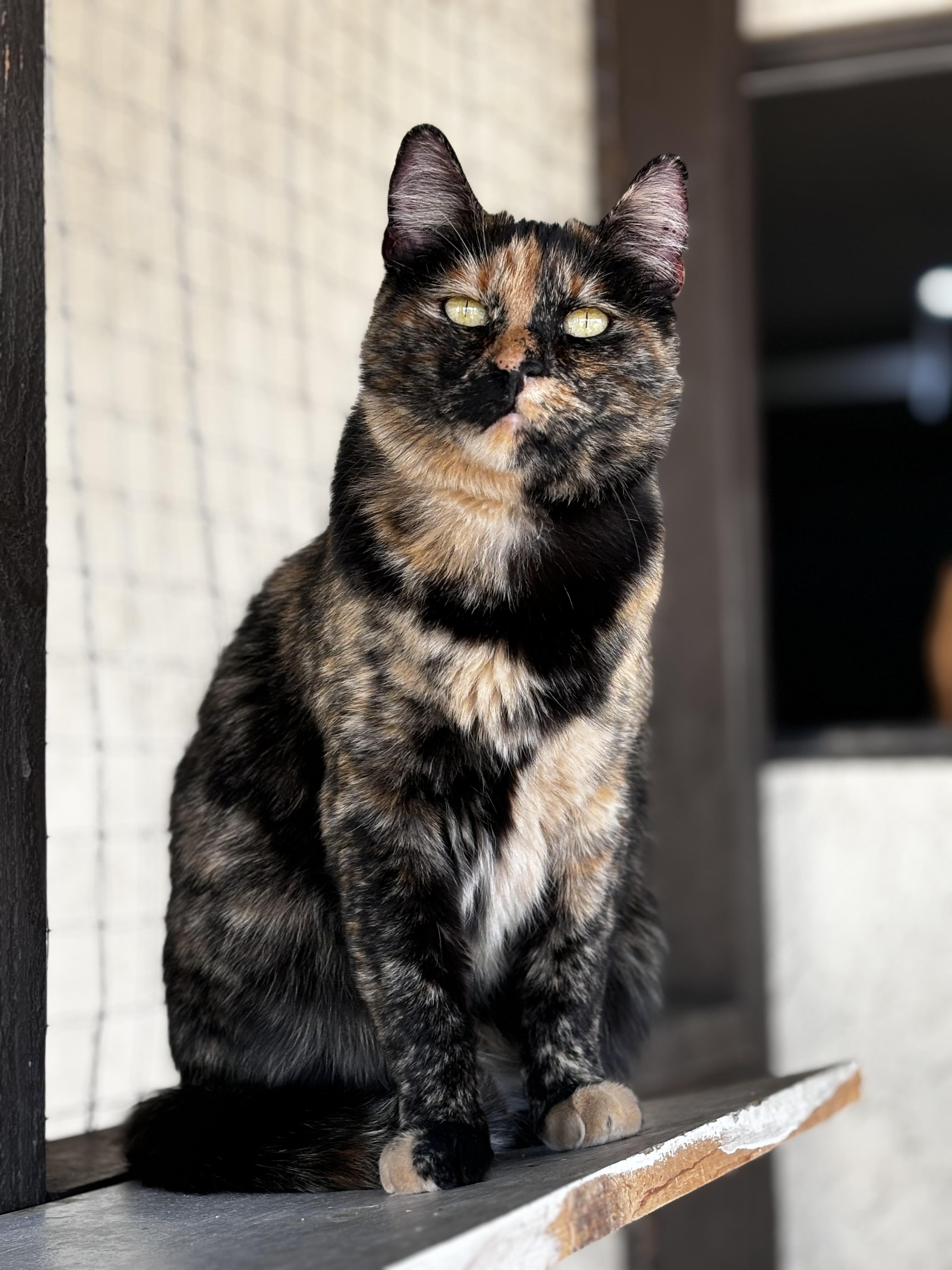 Iris, Adoptable, Adult Female Tortoiseshell.
