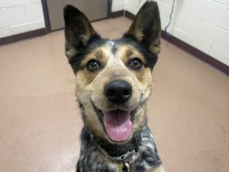 Dove, Adoptable, Young Female Cattle Dog & Mixed Breed.