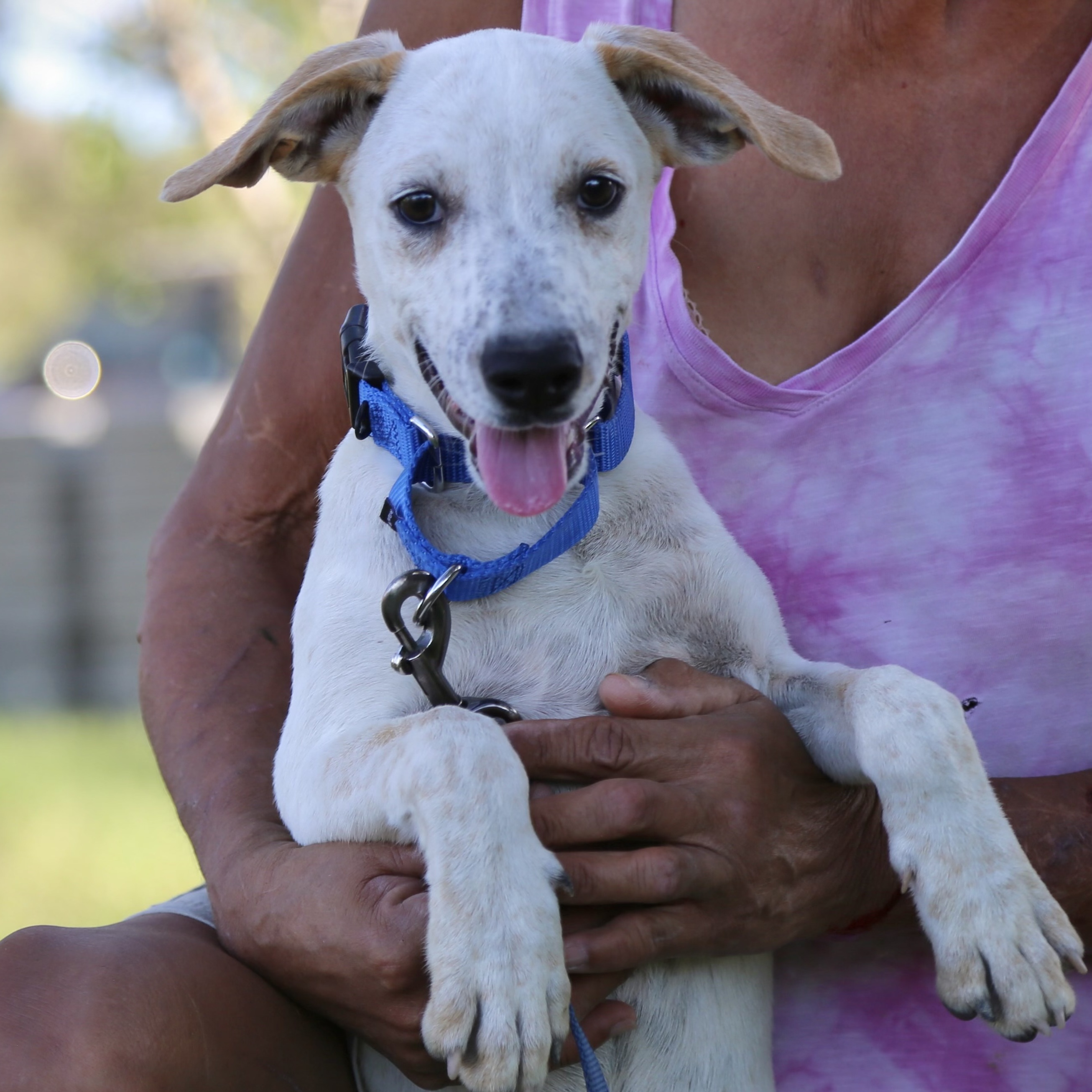 Dog for adoption Victor, a Hound Mix in Mayfield Heights, OH Petfinder