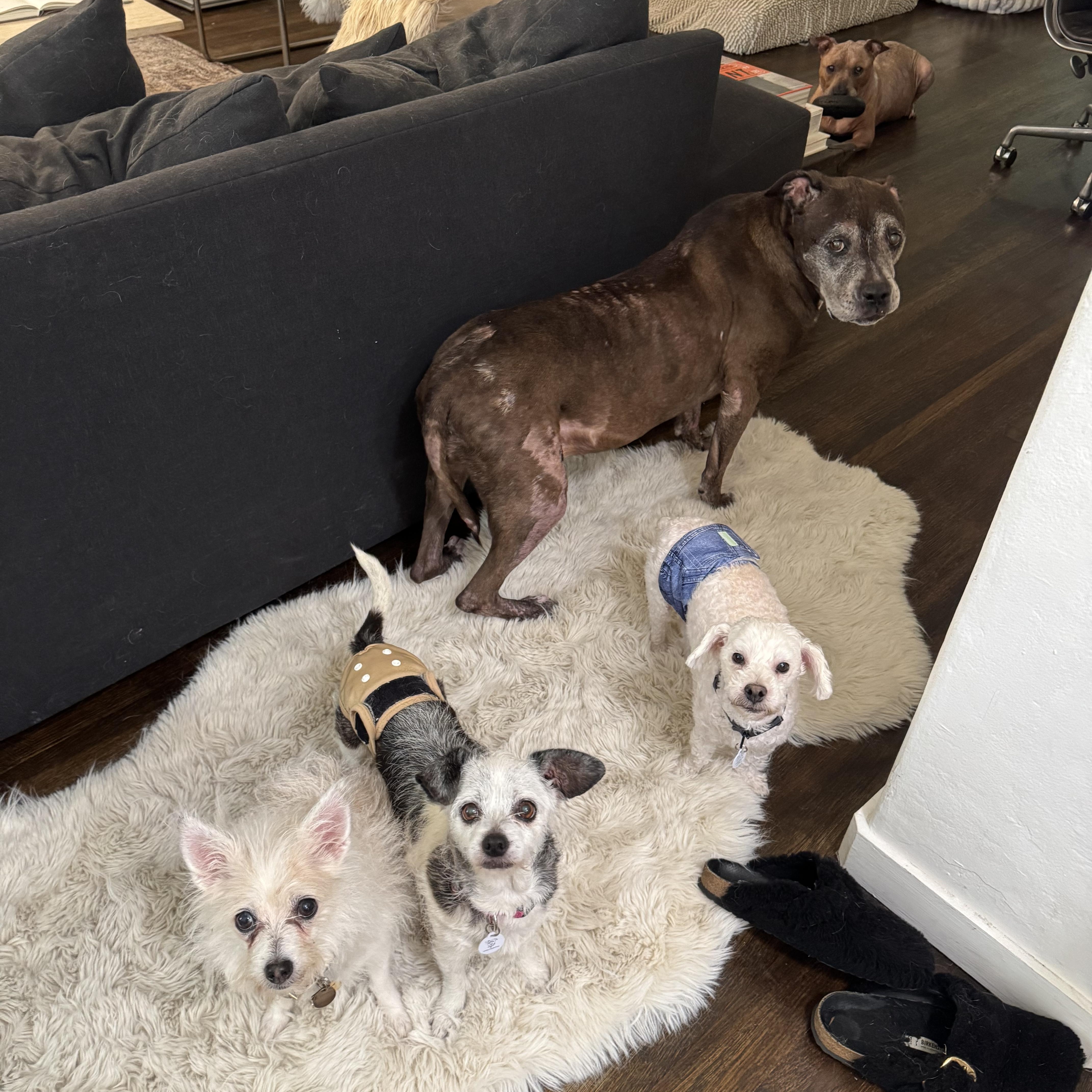 Dusty, a Adopted mixed breed in West Hollywood, CA image 4/6