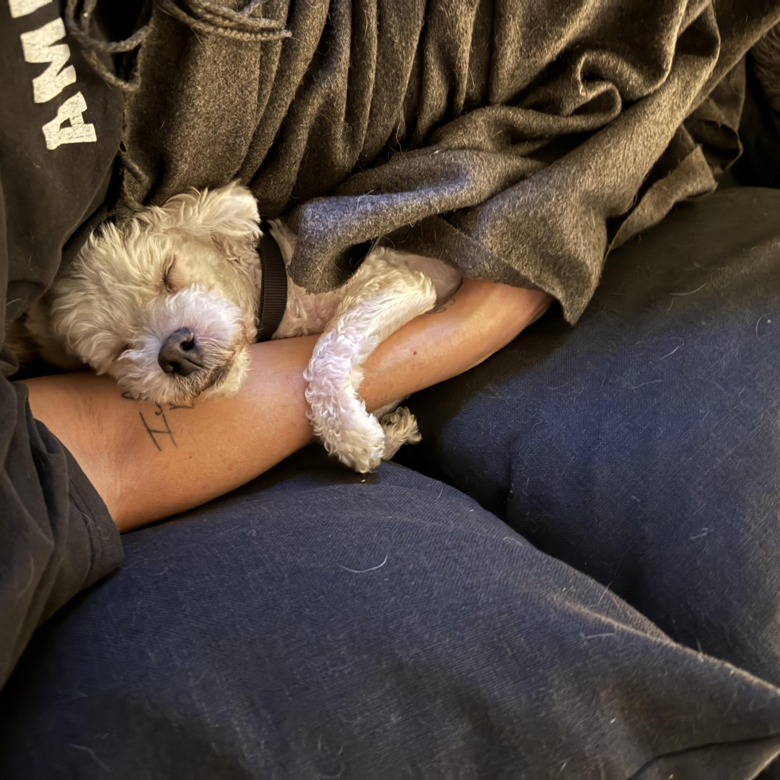 Dusty, a Adopted mixed breed in West Hollywood, CA image 5/6