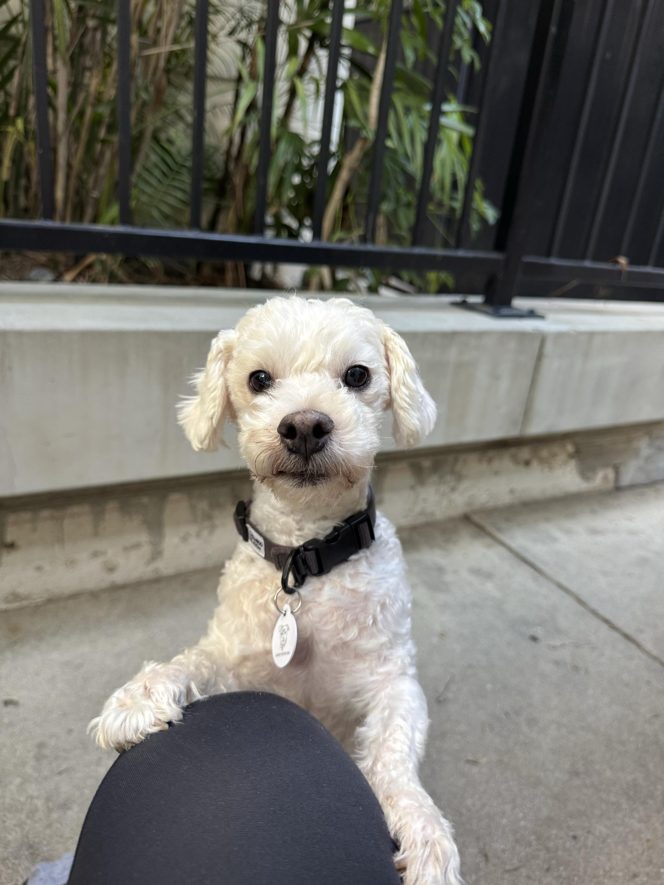 Dusty, a Adopted mixed breed in West Hollywood, CA image 1/6