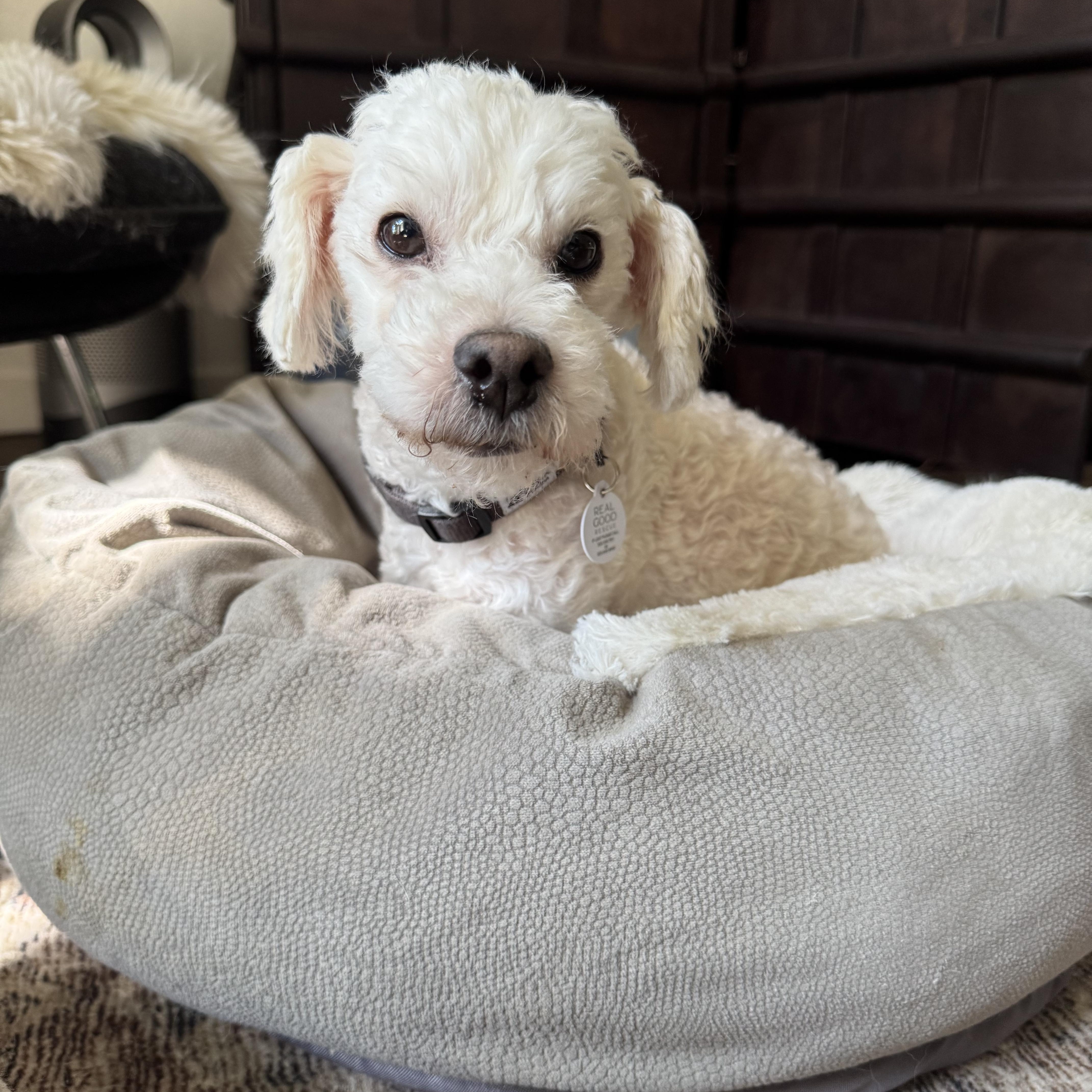 Dusty, a Adopted mixed breed in West Hollywood, CA image 2/6