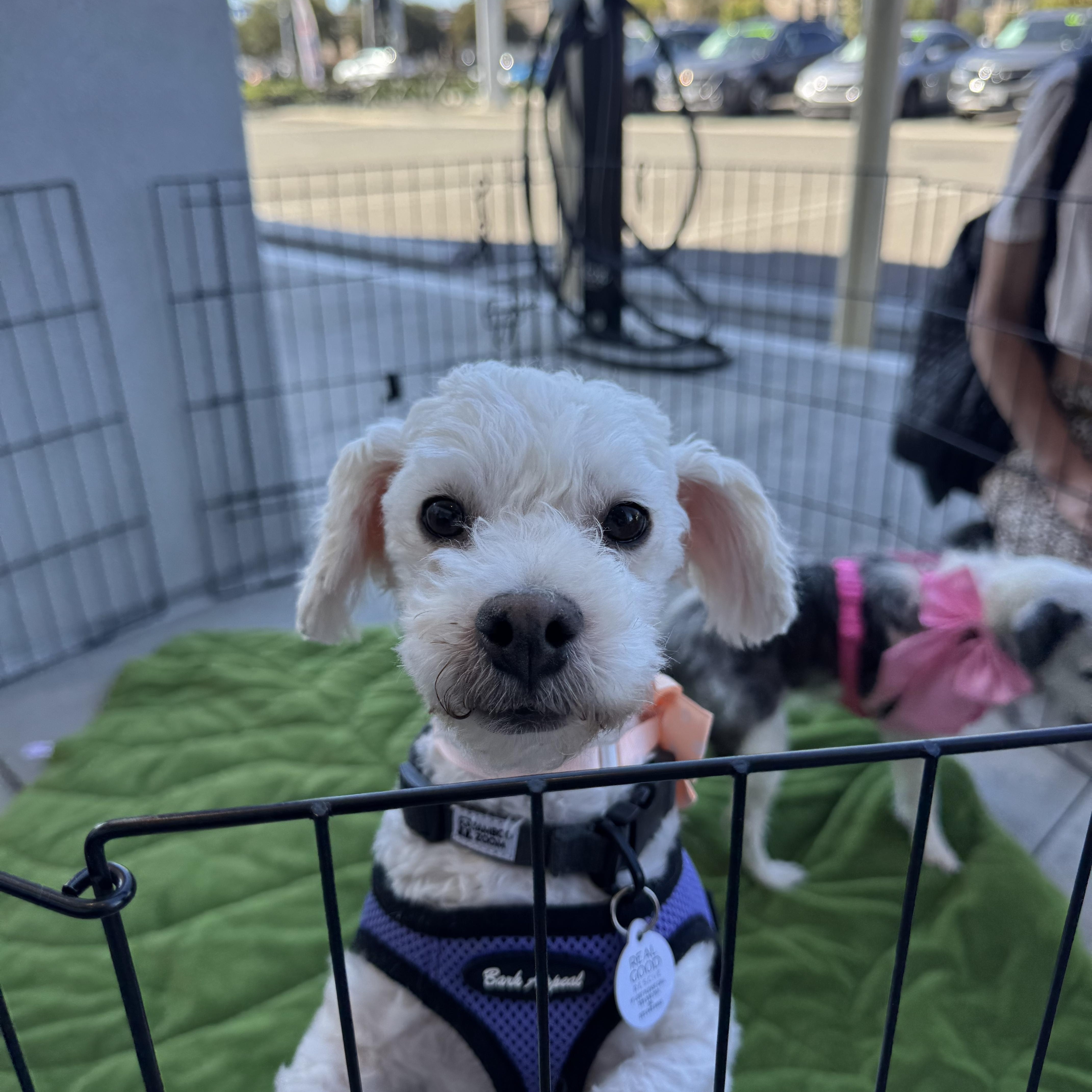 Dusty, a Adopted mixed breed in West Hollywood, CA image 3/6