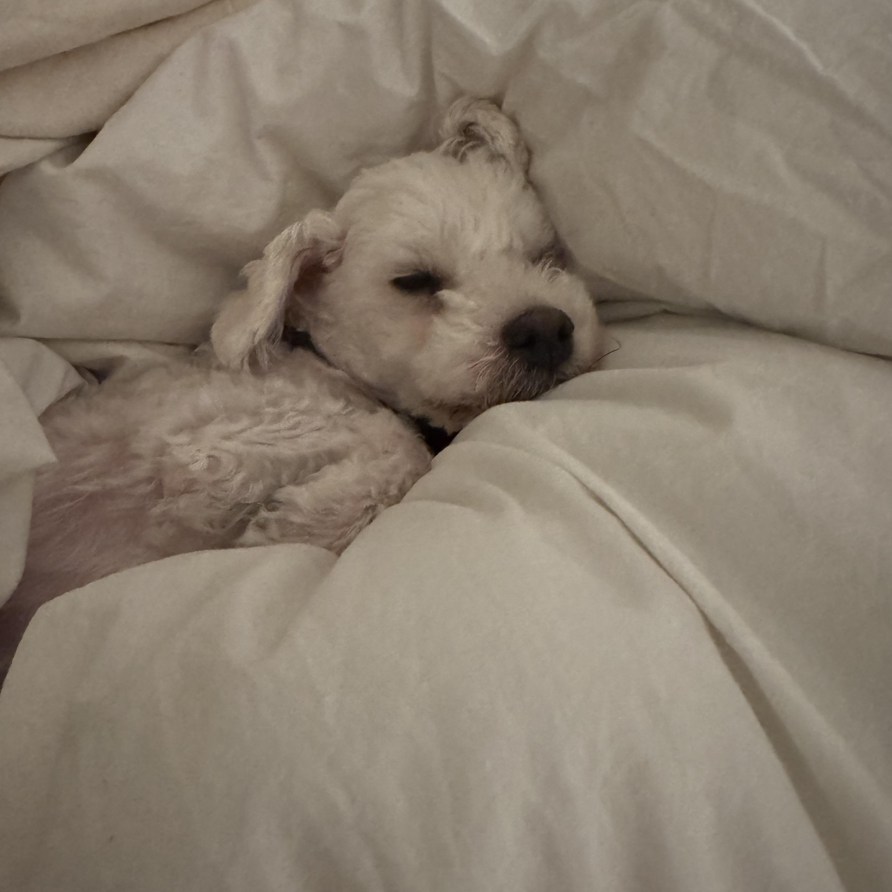 Dusty, a Adopted mixed breed in West Hollywood, CA image 6/6