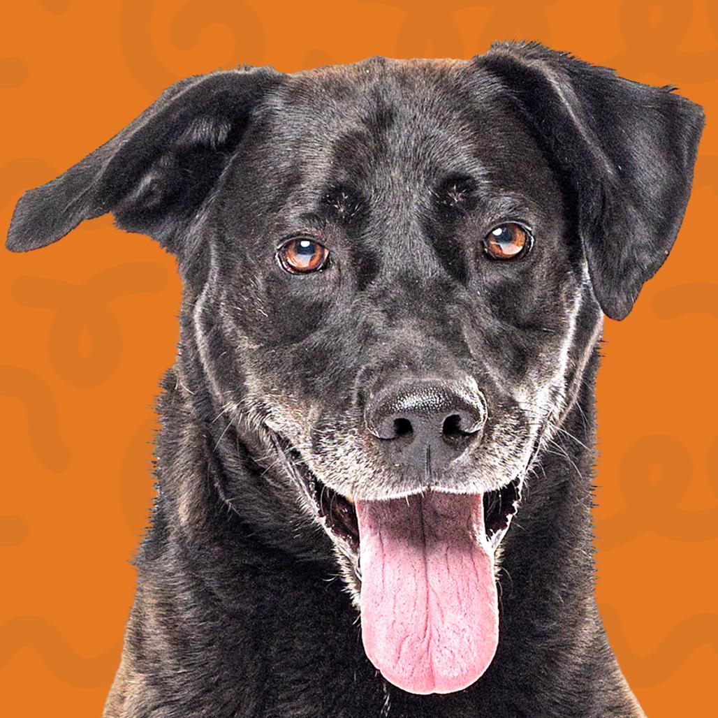 Moos, Adoptable, Senior Male German Shepherd Dog & Black Labrador Retriever.