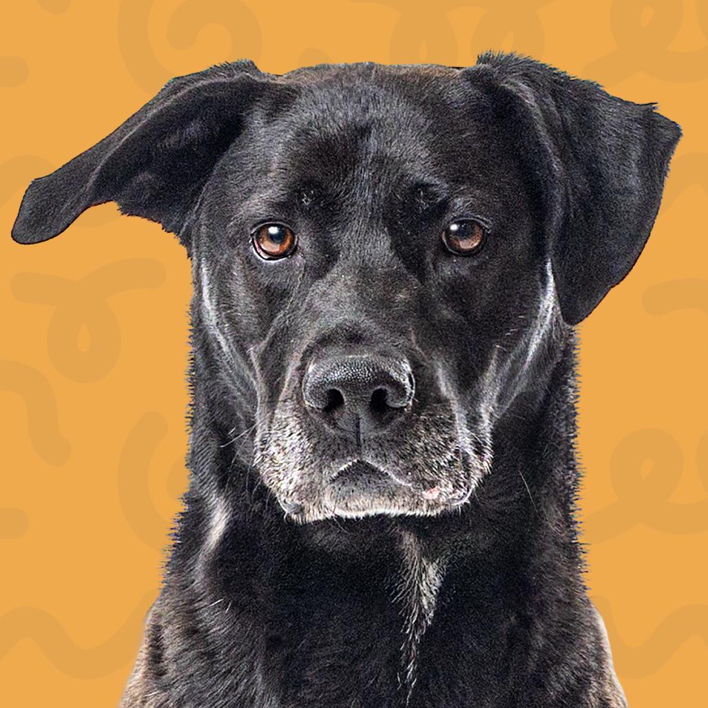 Moos, Adoptable, Senior Male German Shepherd Dog & Black Labrador Retriever.