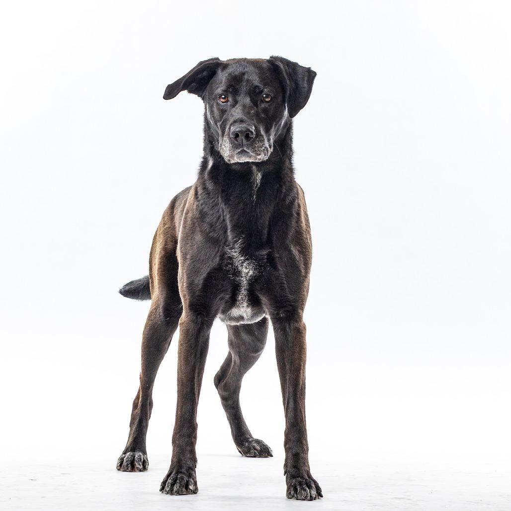 Moos, a Adoptable mixed breed in Reno, NV image 2/4
