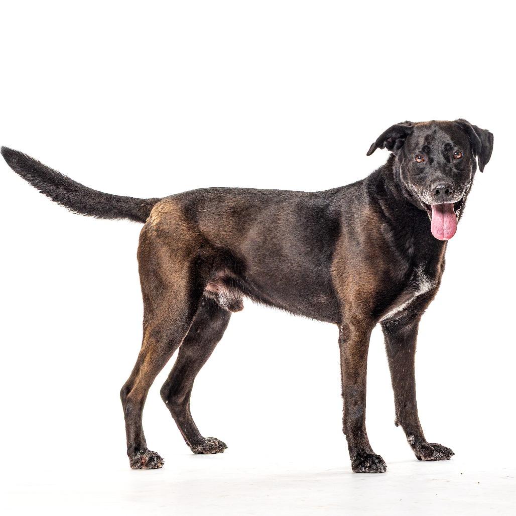 Enlarge Moos, a Adoptable mixed breed in Reno, NV image 3/6