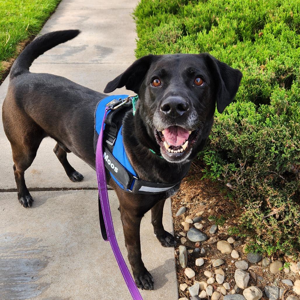 Enlarge Moos, a Adoptable mixed breed in Reno, NV image 3/5