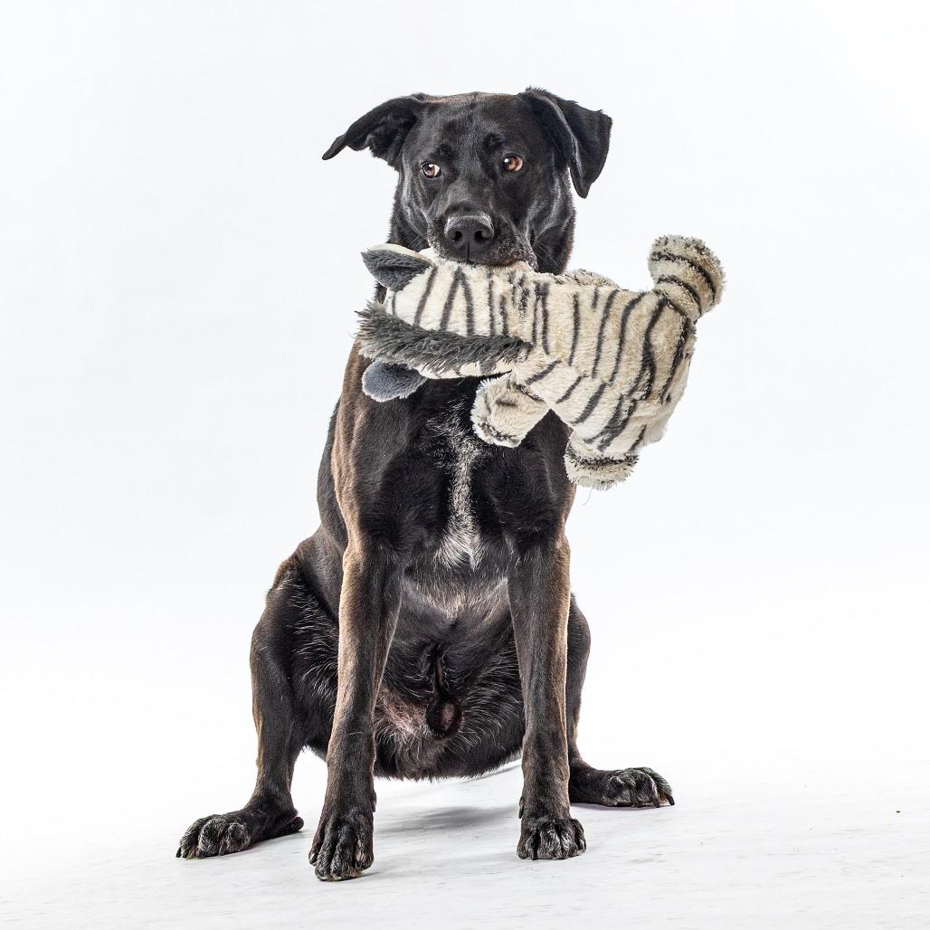 Moos, a Adoptable mixed breed in Reno, NV image 3/4