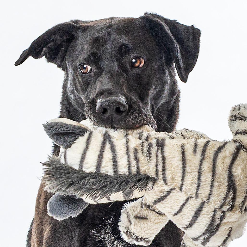 Moos, a Adoptable mixed breed in Reno, NV image 4/4