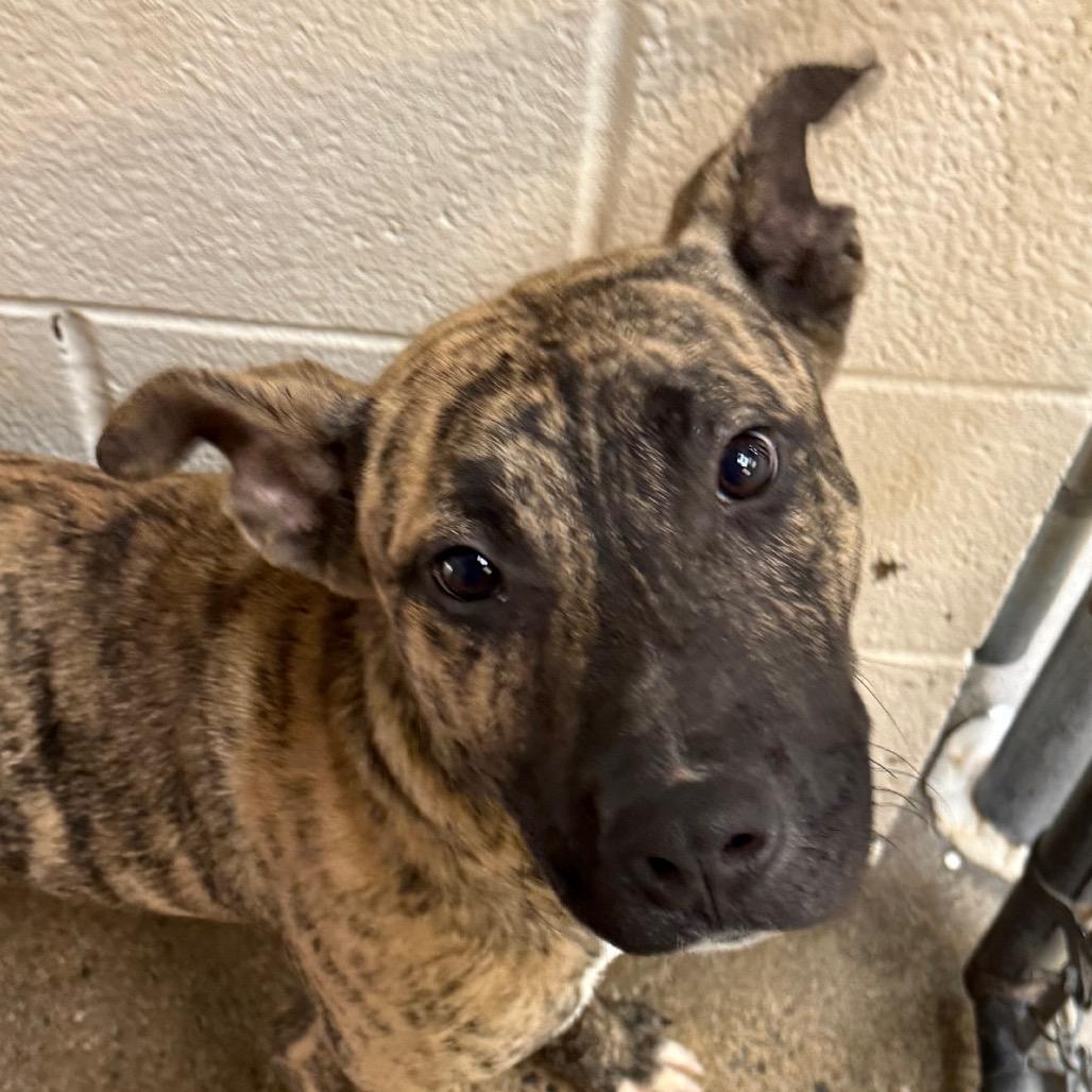 Bernie, Adoptable, Young Male Pit Bull Terrier.