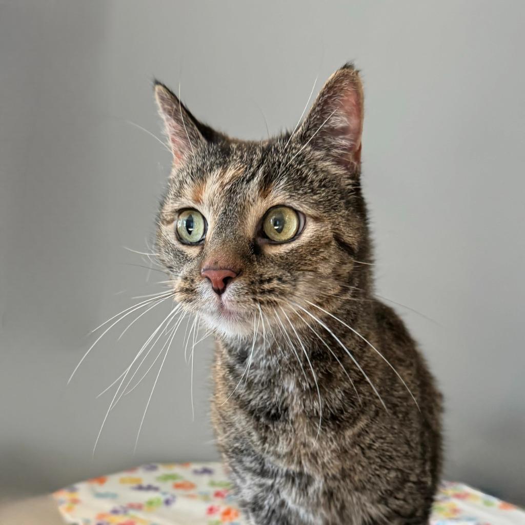 Enlarge Karoline, a Adoptable Domestic Short Hair image 1/3