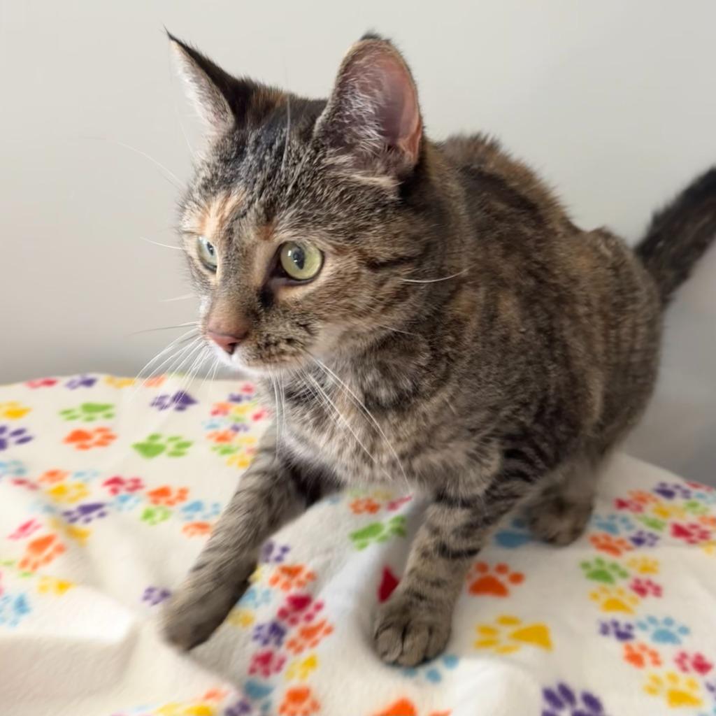 Enlarge Karoline, a Adoptable Domestic Short Hair image 2/3