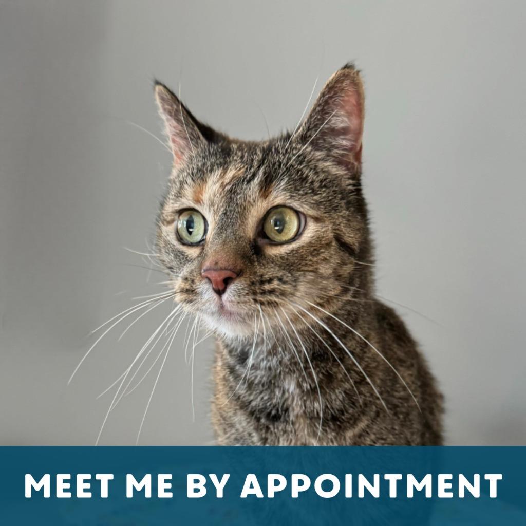 Enlarge Karoline, a Adoptable Domestic Short Hair in State College, PA image 2/3